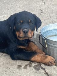 Lost Male Dog last seen Waverly Farms Rd, Raleigh-Millington Rd, Millington, TN 38053