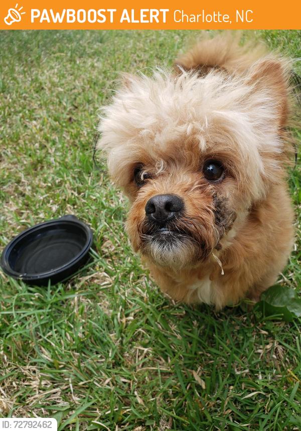 Found/Stray Unknown Dog last seen Braden dr , Charlotte, NC 28216