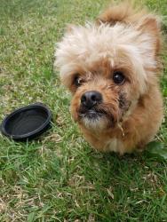 Found/Stray Unknown Dog last seen Braden dr , Charlotte, NC 28216