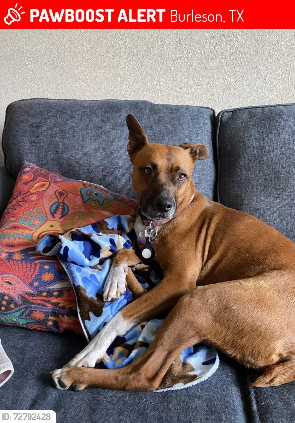 Lost Female Dog last seen East Renfro @ 917  , Burleson, TX 76028