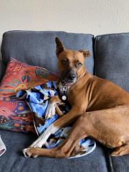 Lost Female Dog last seen East Renfro @ 917  , Burleson, TX 76028