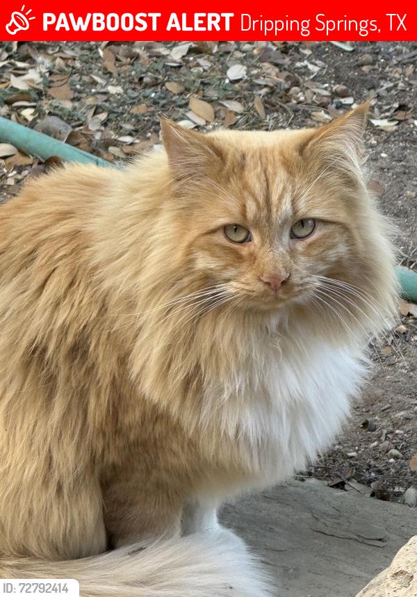 Lost Male Cat last seen dead end of Butler Ranch Road which begins at RR 12, Dripping Springs, TX 78620