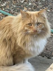 Lost Male Cat last seen dead end of Butler Ranch Road which begins at RR 12, Dripping Springs, TX 78620
