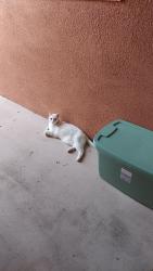 Found/Stray Unknown Cat last seen Smathers Circle South, Melbourne fl , Melbourne, FL 32935