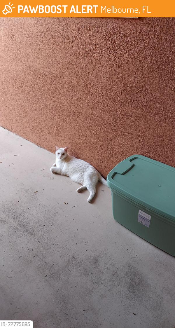 Found/Stray Unknown Cat last seen Smathers Circle South, Melbourne fl , Melbourne, FL 32935