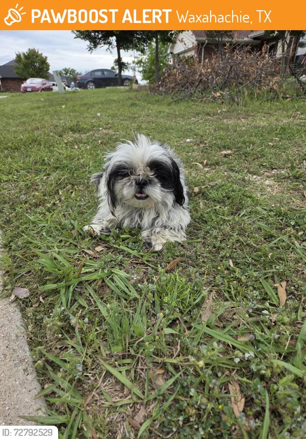 Found/Stray Unknown Dog last seen Clift elementary school , Waxahachie, TX 75165