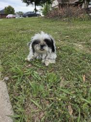 Found/Stray Unknown Dog last seen Clift elementary school , Waxahachie, TX 75165