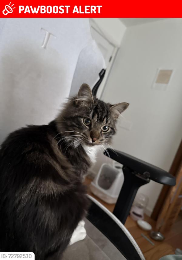 Lost Male Cat last seen Nathan ct New Jersey , Aberdeen Township, NJ 07721