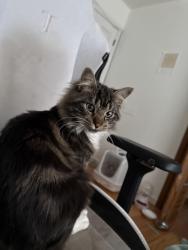 Lost Male Cat last seen Nathan ct New Jersey , Aberdeen Township, NJ 07721