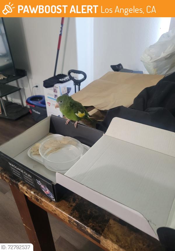 Found/Stray Unknown Bird last seen E 88th st & Main st, Los Angeles, CA 90002
