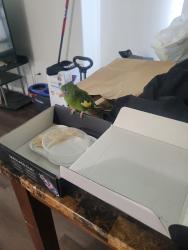Found/Stray Unknown Bird last seen E 88th st & Main st, Los Angeles, CA 90002