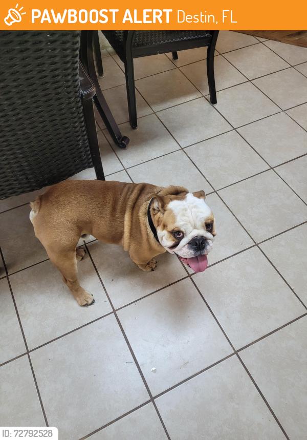 Found/Stray Male Dog last seen Destin,FL, Destin, FL 32541