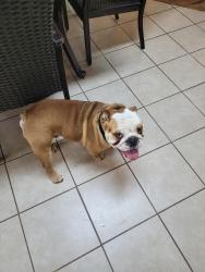 Found/Stray Male Dog last seen Destin,FL, Destin, FL 32541
