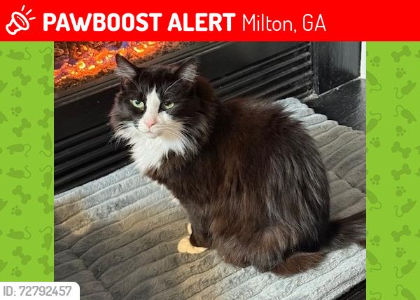 Lost Male Cat last seen Alpharetta Hwy & Windward Village Parkway, behind Aldi, Milton, GA 30004