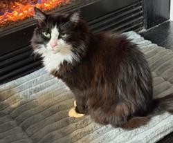 Lost Male Cat last seen Alpharetta Hwy & Windward Village Parkway, behind Aldi, Milton, GA 30004