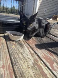 Found/Stray Female Cat last seen M-52 and Cooper Rd, Stockbridge, MI 49285