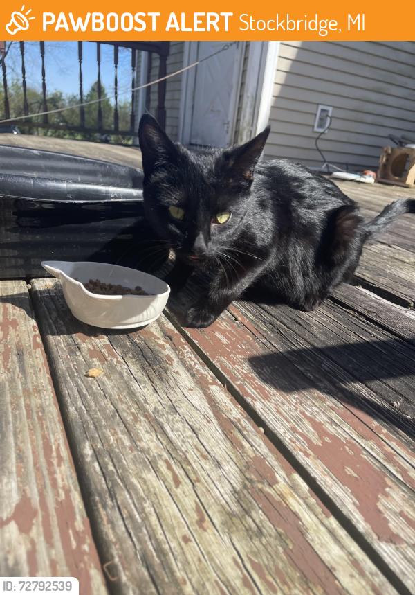 Found/Stray Female Cat last seen M-52 and Cooper Rd, Stockbridge, MI 49285