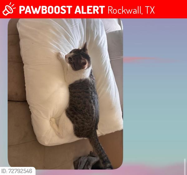 Lost Male Cat last seen CD Boren, Rockwall, TX 75087