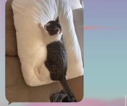 Lost Male Cat last seen CD Boren, Rockwall, TX 75087