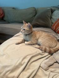 Shelter Stray Female Cat last seen Carmel, IN 46033, Fishers, IN 46038