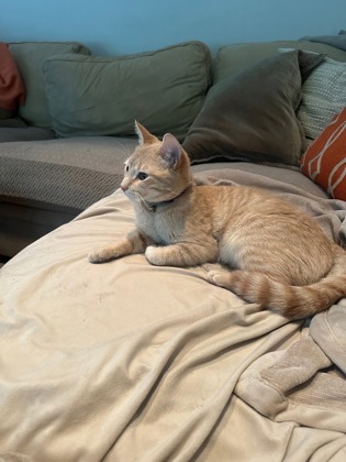 Shelter Stray Female Cat last seen Carmel, IN 46033, Fishers, IN 46038