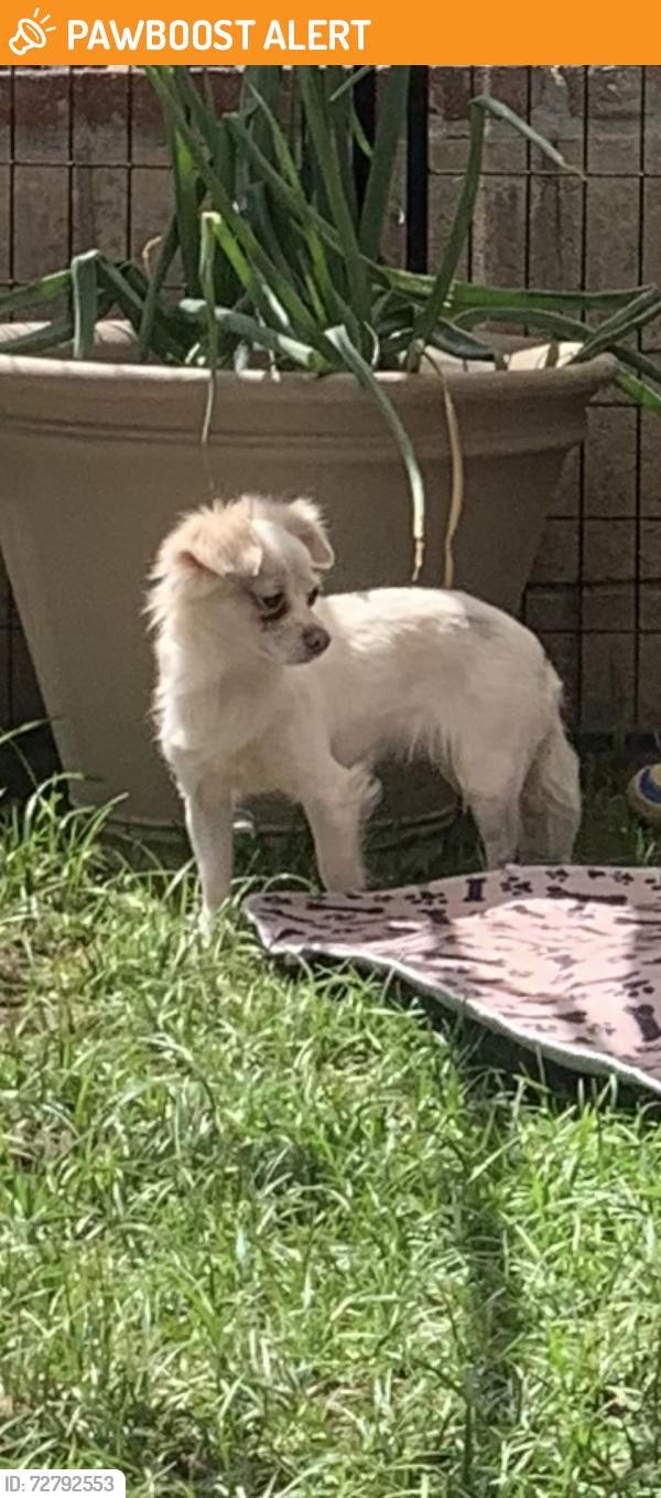 Found/Stray Female Dog last seen Haven & Banyan RANCHO CUCAMONGA CA, Rancho Cucamonga, CA 91737
