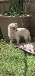 Found/Stray Female Dog last seen Haven & Banyan RANCHO CUCAMONGA CA, Rancho Cucamonga, CA 91737