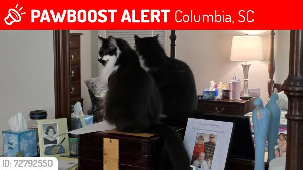 Lost Male Cat last seen Near Cold Branch Drive , Columbia, SC 29223