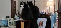 Lost Male Cat last seen Near Cold Branch Drive , Columbia, SC 29223