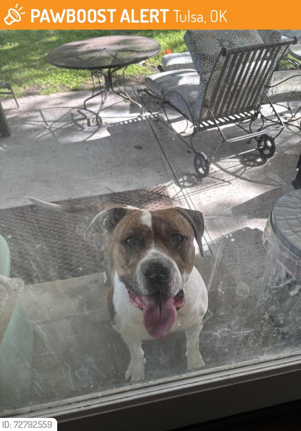 Found/Stray Female Dog last seen 4th place and Joplin , Tulsa, OK 74112