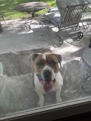 Found/Stray Female Dog last seen 4th place and Joplin , Tulsa, OK 74112