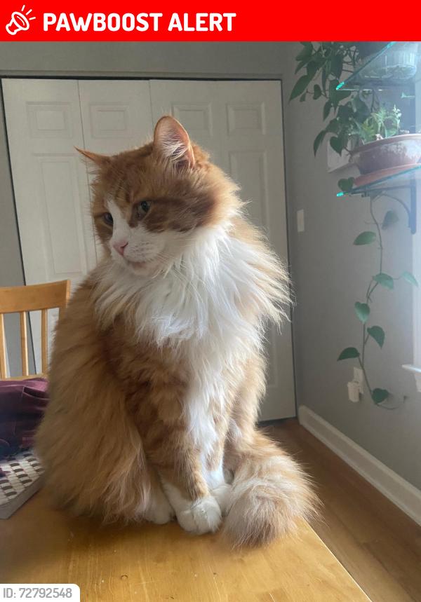 Lost Male Cat last seen Elwood and Lamont Norwood Rd, 1/4 mile from the Manns Chapel Parlor, Chatham County, NC 27312