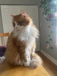 Lost Male Cat last seen Elwood and Lamont Norwood Rd, 1/4 mile from the Manns Chapel Parlor, Chatham County, NC 27312