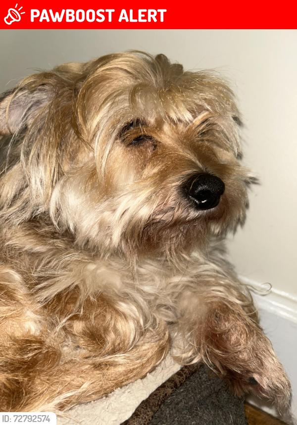 Lost Male Dog last seen Gates Avenue, East Longmeadow, MA 01028