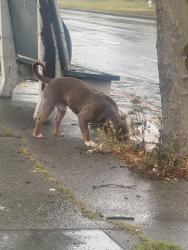 Found/Stray Male Dog last seen Sin Clair gas station , Richmond, CA 94804