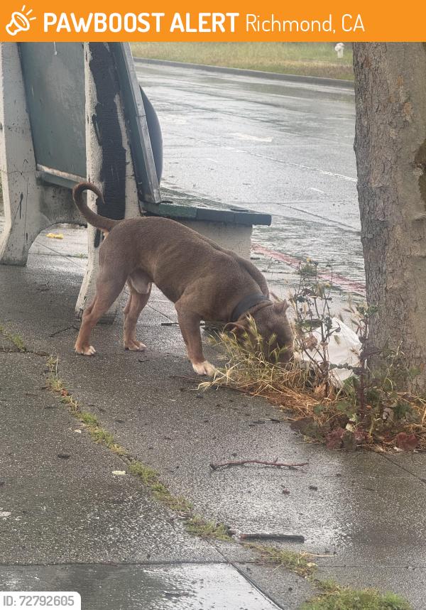 Found/Stray Male Dog last seen Sin Clair gas station , Richmond, CA 94804
