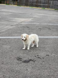 Found/Stray Female Dog last seen Theta, Houston, TX 77034