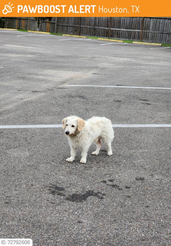 Found/Stray Female Dog last seen Theta, Houston, TX 77034