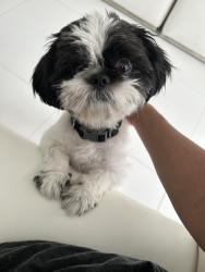 Lost Male Dog last seen aldis, Hollywood, FL 33021