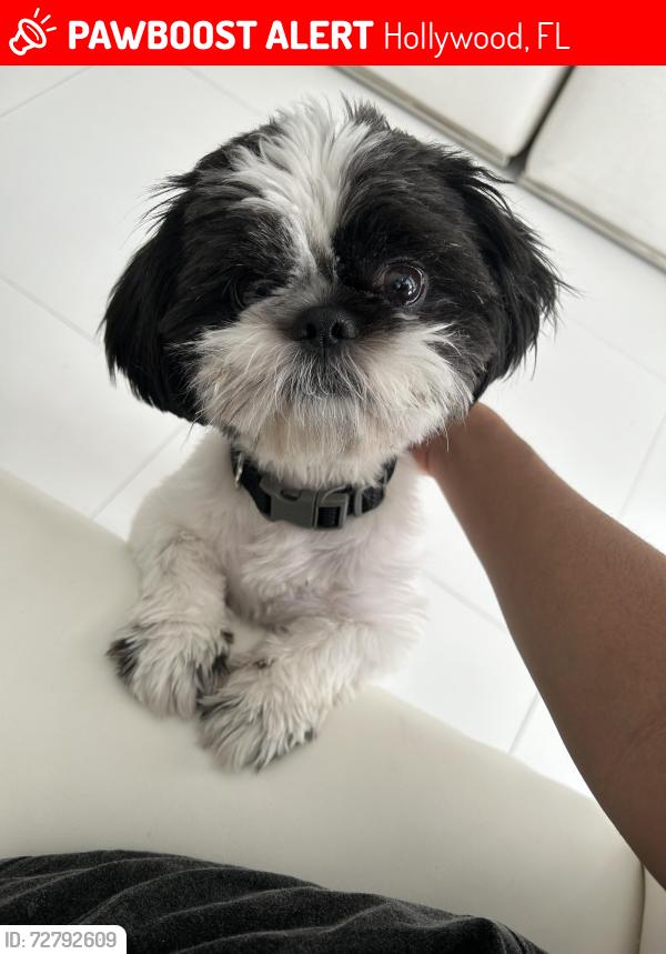 Lost Male Dog last seen aldis, Hollywood, FL 33021