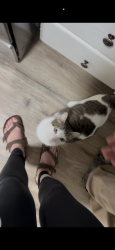 Lost Female Cat last seen Virgina ave, Anderson , Anderson, CA 96007