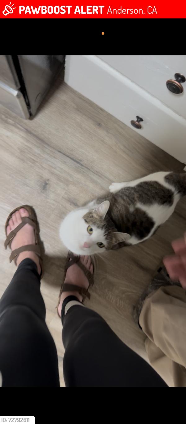 Lost Female Cat last seen Virgina ave, Anderson , Anderson, CA 96007