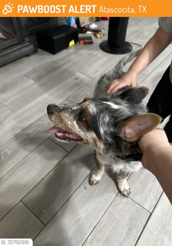 Found/Stray Unknown Dog last seen Clear Fork Dr and Crystal Park Dr in Humble, TX, Atascocita, TX 77396