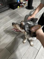 Found/Stray Unknown Dog last seen Clear Fork Dr and Crystal Park Dr in Humble, TX, Atascocita, TX 77396