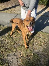 Found/Stray Male Dog last seen Flint and Wellington, Wilmington, NC 28401
