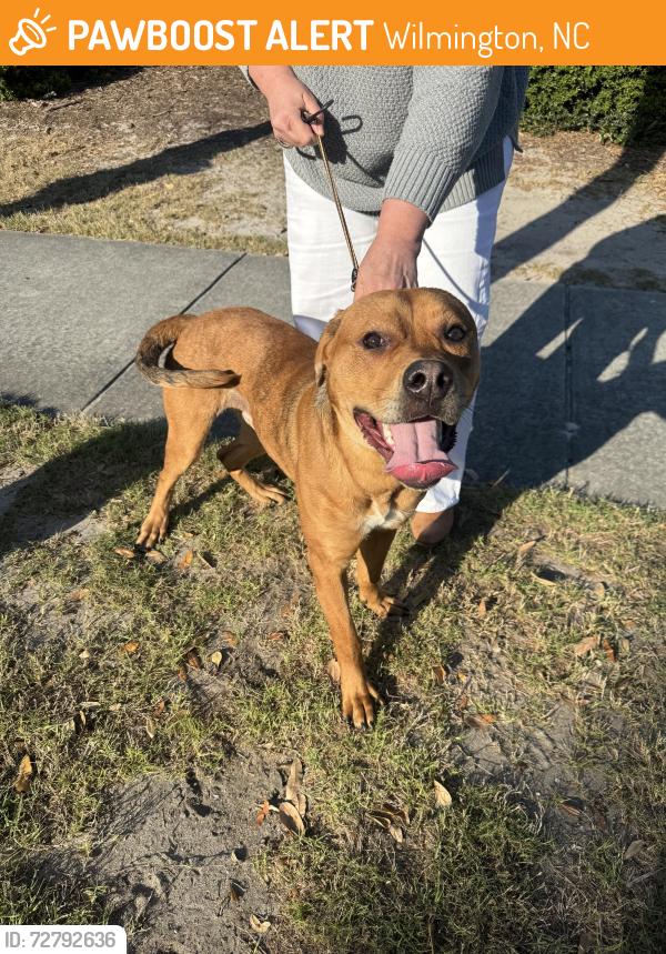 Found/Stray Male Dog last seen Flint and Wellington, Wilmington, NC 28401
