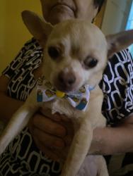 Lost Male Dog last seen Harcourt Ave and 60th street, Los Angeles, CA 90043