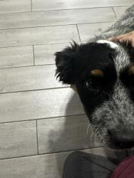 Found/Stray Unknown Dog last seen Clear Fork Dr and Crystal Park Dr, Atascocita, TX 77396