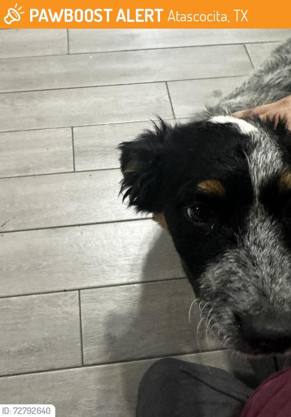 Found/Stray Unknown Dog last seen Clear Fork Dr and Crystal Park Dr, Atascocita, TX 77396
