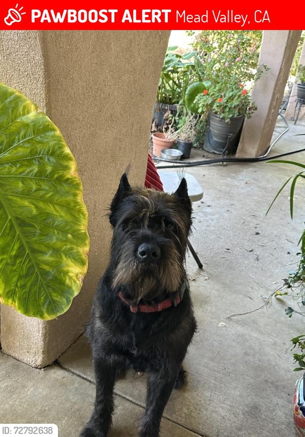 Lost Male Dog last seen Rider st/ Clark st, Mead Valley, CA 92570